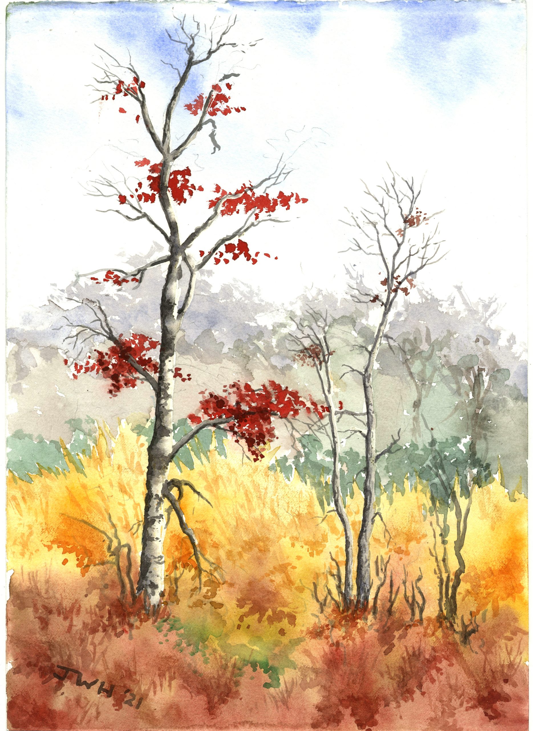 Fall Trees and Meadow