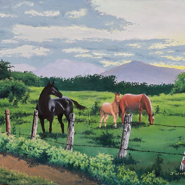 Equine Equinimity