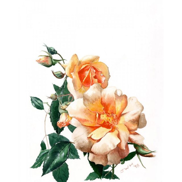 Happy Roses