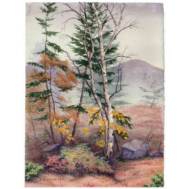 Misty Birches