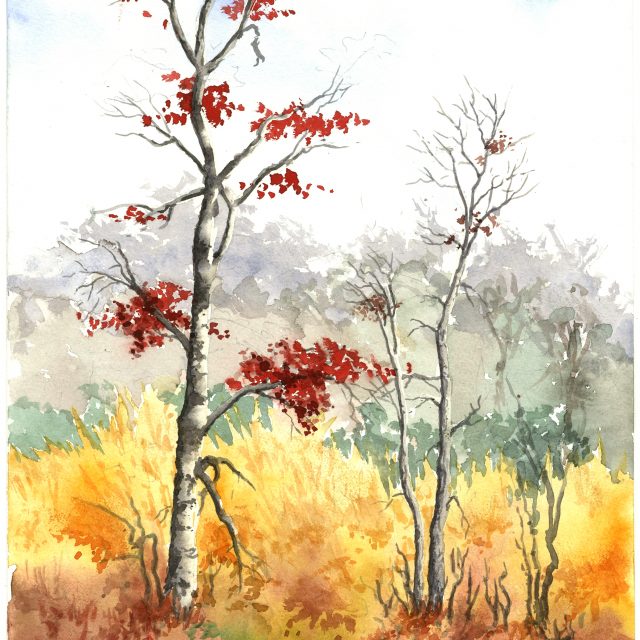 Fall Trees and Meadow